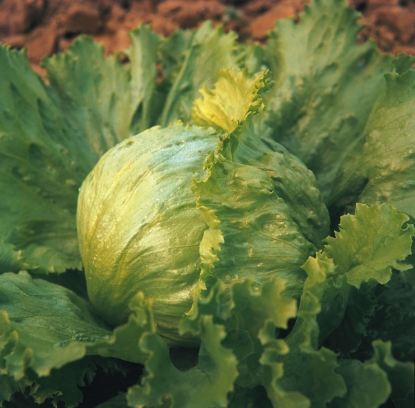 Picture of Lettuce Great Lakes